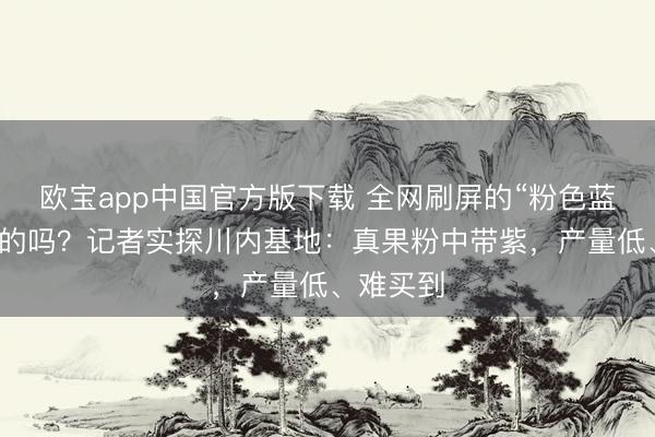 欧宝app中国官方版下载 全网刷屏的“粉色蓝莓”是真的吗？记者实探川内基地：真果粉中带紫，产量低、难买到